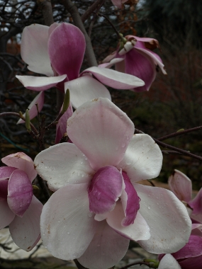 Magnolia x 